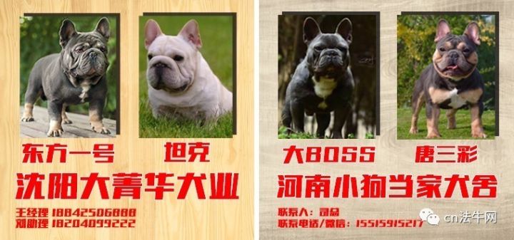 最新三平犬业种公，品质与性能的卓越典范